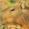 Le Capibara. Sa chair est délicieuse, malheureusement. L’un des plus gros rongeurs, dorénavant totalement protégé.